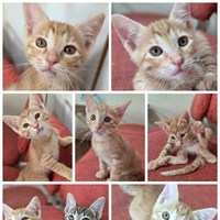猫の譲渡会のご案内