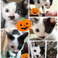 10/19 猫の譲渡会のお知らせ