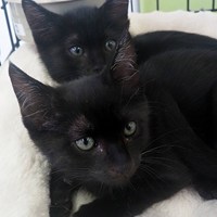 本日は猫の譲渡会！