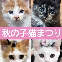 秋の子猫まつりのご案内