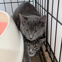 保護猫活動報告