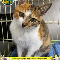 猫の譲渡会のご案内
