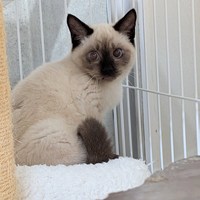 保護猫活動報告