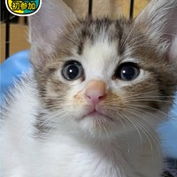 11/2(日)猫の譲渡会のご案内