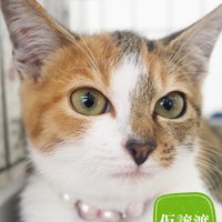 猫の譲渡会結果ご報告