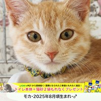 猫の譲渡会のご案内