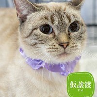 猫の譲渡会 結果ご報告 