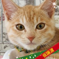 猫の譲渡会結果報告と次回のご案内