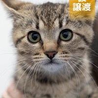 1/4保護猫の譲渡会 結果ご報告