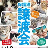 保護猫譲渡会のご案内