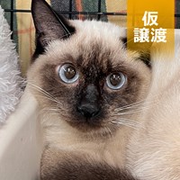 保護猫譲渡会 結果ご報告
