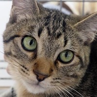 2/1保護猫譲渡会開催中