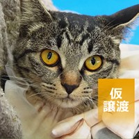 保護猫譲渡会 結果報告