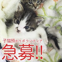 子猫の預かりボランティア急募！！