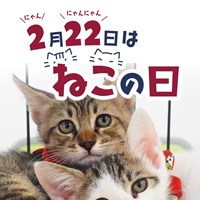 今日は猫の日！