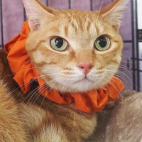 3/1(日)譲渡会 参加猫達ご紹介