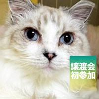 保護猫譲渡会のご案内