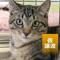 3/15保護猫譲渡会ご報告