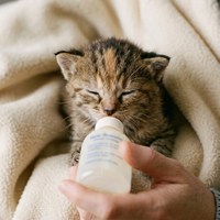 子猫の預かりボランティア大募集