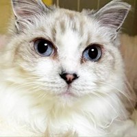 4/5保護猫譲渡会 参加猫情報🌸