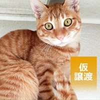 保護猫譲渡会結果ご報告