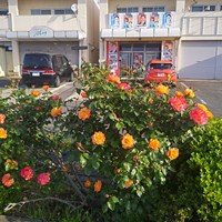 福田よしお事務所　バラ満開