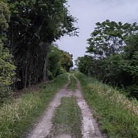要望 堤防道路樹木の伐採状況確認