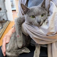 新たな保護猫ソフィ