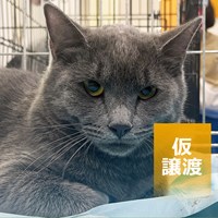 5/3保護猫譲渡会　結果報告