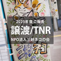 保護猫譲渡活動及びTNR活動のご報告