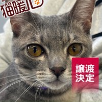保護猫譲渡会 結果ご報告