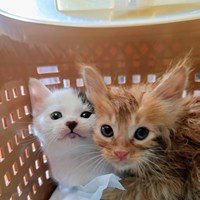 保護猫活動報告