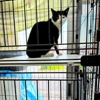 保護猫活動報告続き