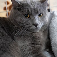 保護猫「カギ」くん正式譲渡おめでとう！