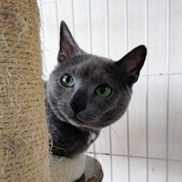 保護猫活動報告