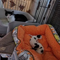 保護猫活動報告