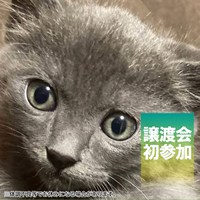 保護猫譲渡会開催しました