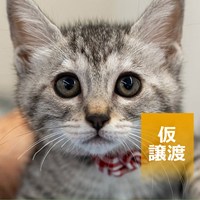 6/7開催保護猫譲渡会の結果報告