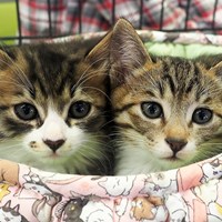 保護猫正式譲渡決定～