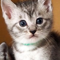 保護猫譲渡会のご案内