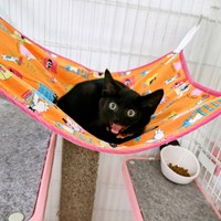 保護猫「くま子」トライアル