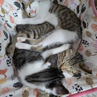 保護猫活動報告