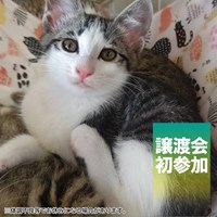 7/5(日)保護猫譲渡会のご案内