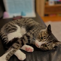 迷い猫を探しています
