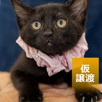 7/19保護猫譲渡会の結果報告