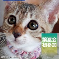 8/2(日)保護猫譲渡会のご案内