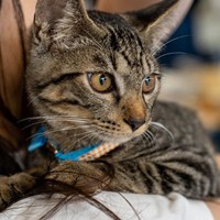 8/2保護猫譲渡会