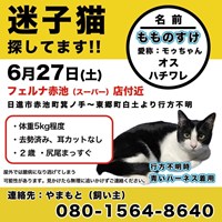 迷い猫見つかりました！