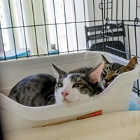 8/16猫の譲渡会開催されました 