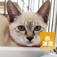 保護猫譲渡会　結果ご報告